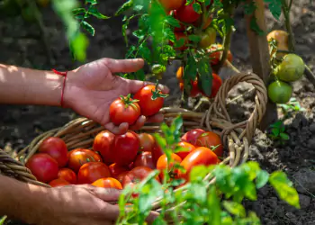 A,Farmer,Harvests,Tomatoes,In,The,Garden.,Selective,Focus.,Food.