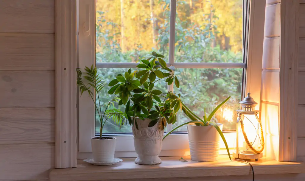 Indoor,Plants,On,Wooden,Windowsill.,Golden,Autumn,Landscape,In,White piante da interno sul davanzale