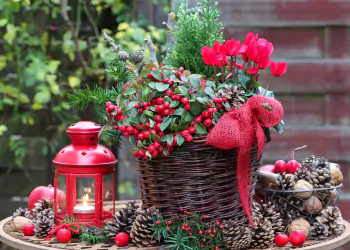 Gaultheria,Procumbens,And,Red,Cyclamen,Flower,In,Basket,As,Winter