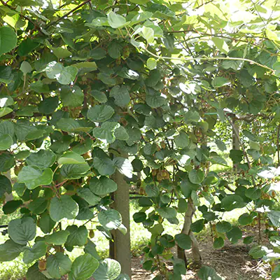 ingrossamento frutti CIFO blog