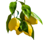 alberiFrutto