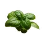 aromatiche