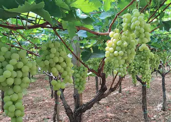 cifo ingrossamento acini uva da tavola