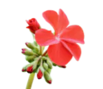 ornamentaliFiorite