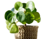 ornamentaliVerdi