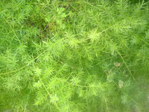 Asparagus-sprengeri-768x576