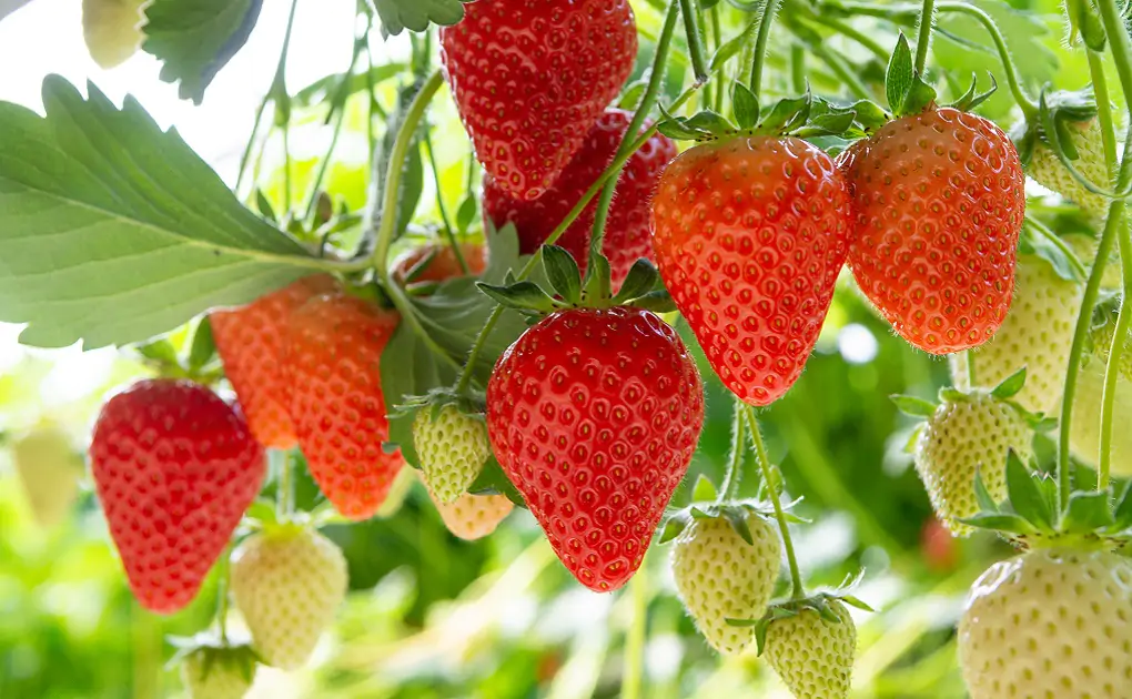 Fragola_1020x630 Fragola_1020x630