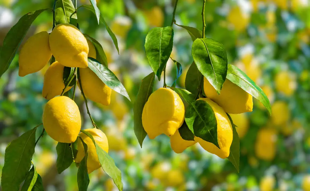 Bunches,Of,Fresh,Yellow,Ripe,Lemons,On,Lemon,Tree,Branches