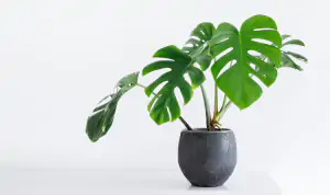 Monstera_2555x1517-1536x912