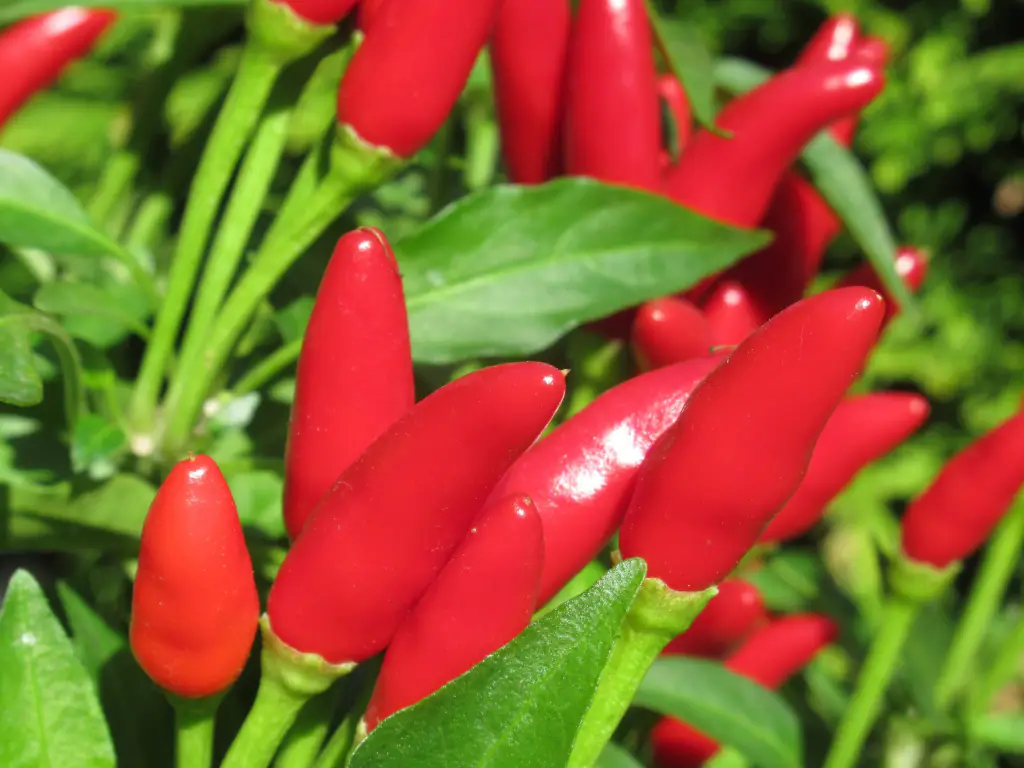 Peperoncino-img-2048x1536 Peperoncino-img-2048x1536