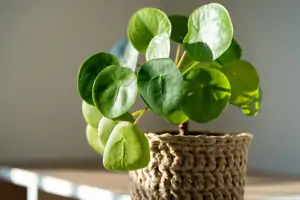 Pilea-1