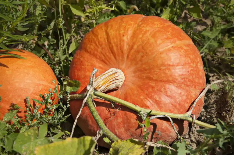 Zucca-web Zucca-web