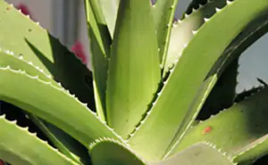 agave
