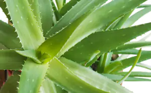 aloevera