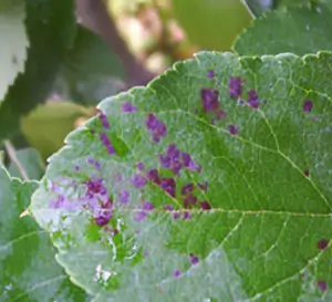 alternaria