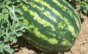 anguria