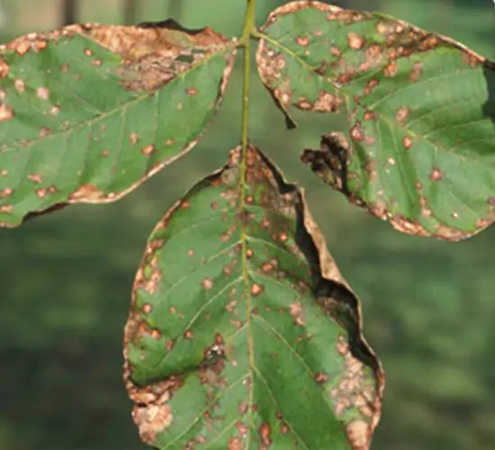 antracnosi antracnosi