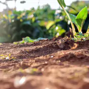 arricchire-il-contenuto-di-sostanza-organica-del-terreno