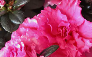 azalea