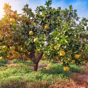 azione-biostimolante-totale