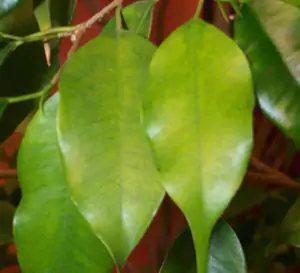 azoto