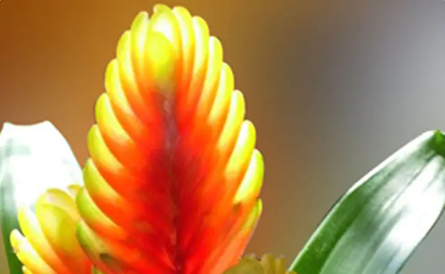 bromelia bromelia