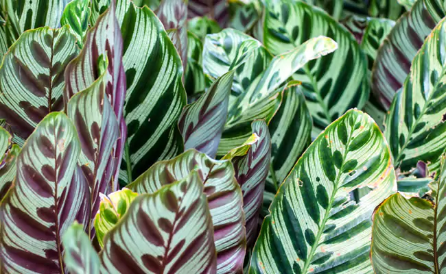 calathea