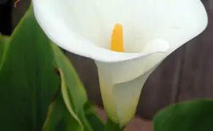 calla2