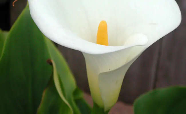 calla2