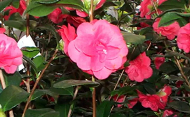 camelia camelia