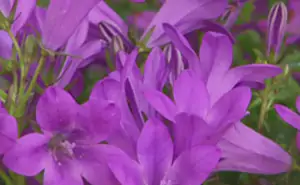 campanula