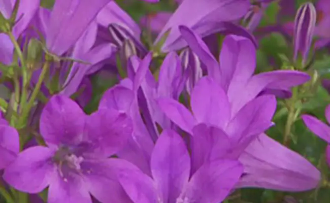 campanula campanula