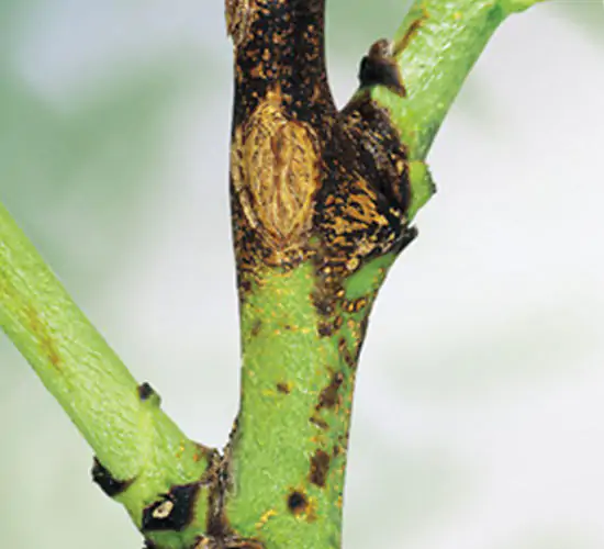 cancrorameale2 cancrorameale2