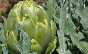 carciofo