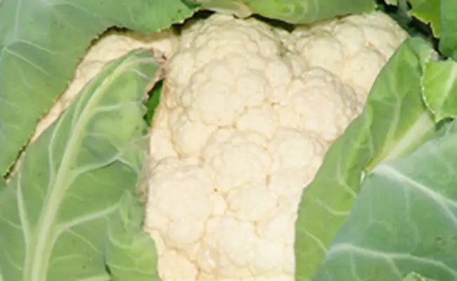 cavolfiore cavolfiore