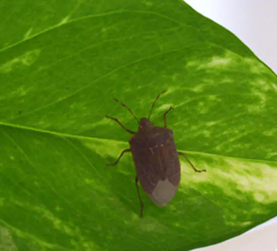 cimice_verde