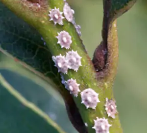 cocciniglie