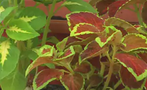 coleus