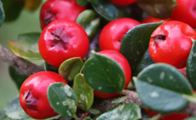 cotoneaster