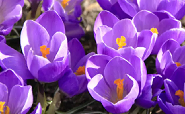 crocus