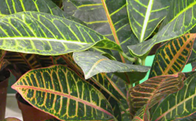 croton