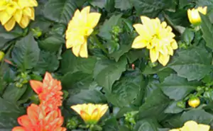 dalia