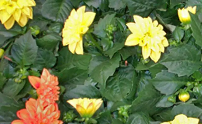 dalia dalia