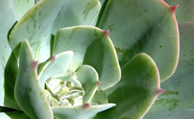 echeveria