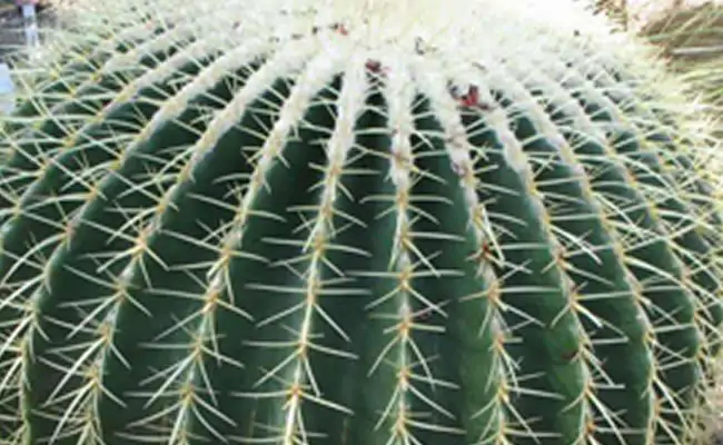 echinocatus echinocatus