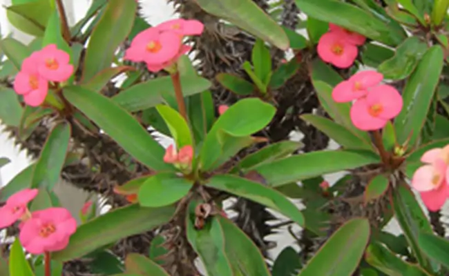 euforbia euforbia