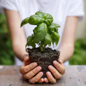 favorire-il_attecchimento-e-il-superamento-da-stress-da-trapianto favorire-il_attecchimento-e-il-superamento-da-stress-da-trapianto