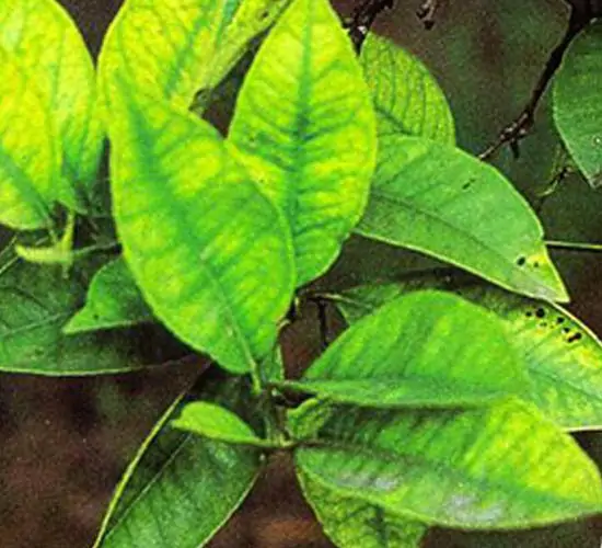 ferro_agrumi ferro_agrumi