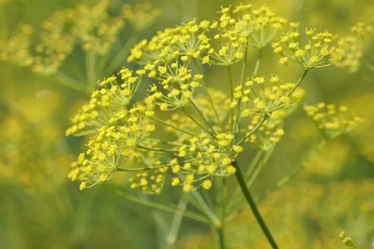 finocchietto-1-768x512