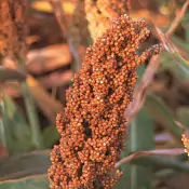 fosforo-sorgo